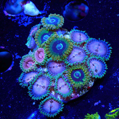 Zoanthus Ultra Mix