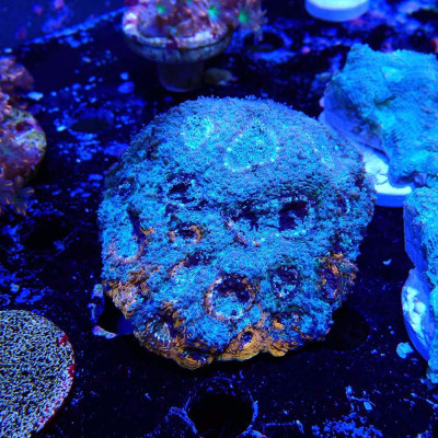 Acanthastrea- Koralle in WYSIWYG