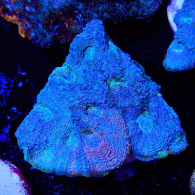 Acanthastrea echinata- Corail en WYSIWYG Acanthastrea echinata- Corail en WYSIWYG