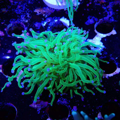 Euphyllia glabrescens en WYSIWYG chez Recif'All Euphyllia glabrescens en WYSIWYG chez Recif'All