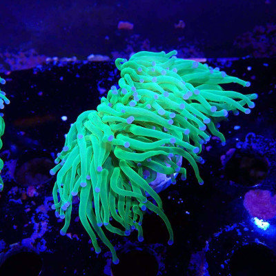 Euphyllia glabrescens en WYSIWYG chez Recif'All Euphyllia glabrescens en WYSIWYG chez Recif'All