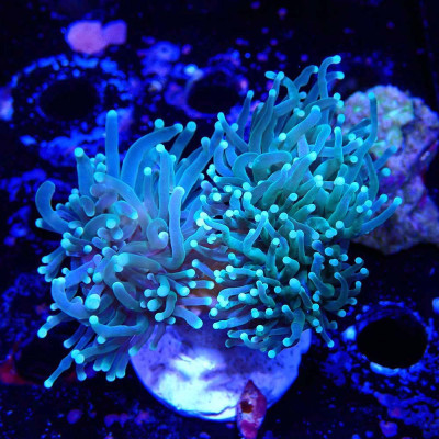 Euphyllia glabrescens en WYSIWYG chez Recif'All Euphyllia glabrescens en WYSIWYG chez Recif'All