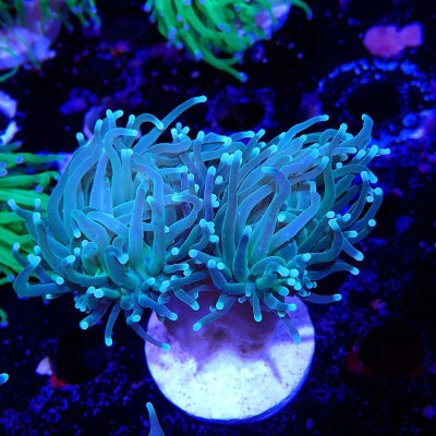 Euphyllia glabrescens - Corail en VPC Euphyllia glabrescens - Corail en VPC