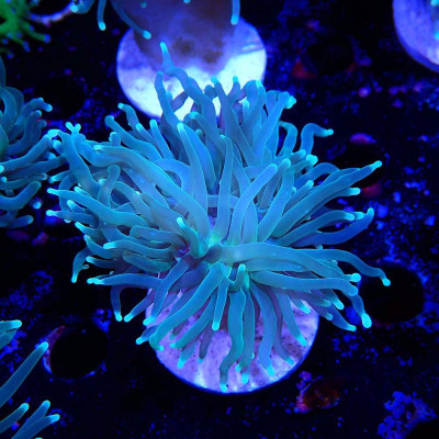 Euphyllia glabrescens Euphyllia glabrescens