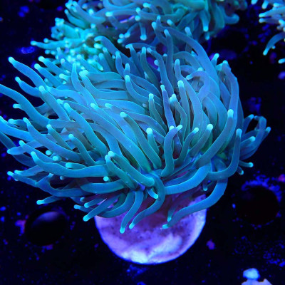 Euphyllia glabrescens