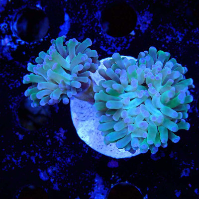 Euphyllia- Coraux d'élevage en WYSIWYG Euphyllia- Coraux d'élevage en WYSIWYG