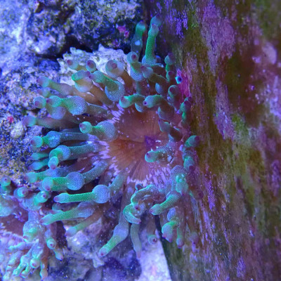 Entacmea quadricolor- Anémone