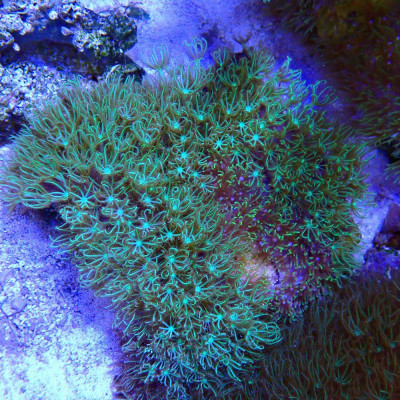 Pachyclavularia Pachyclavularia