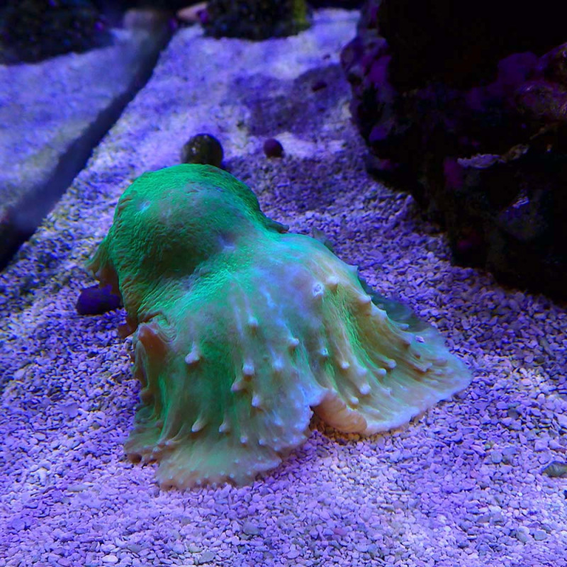 Sinularia dura Green Fluo