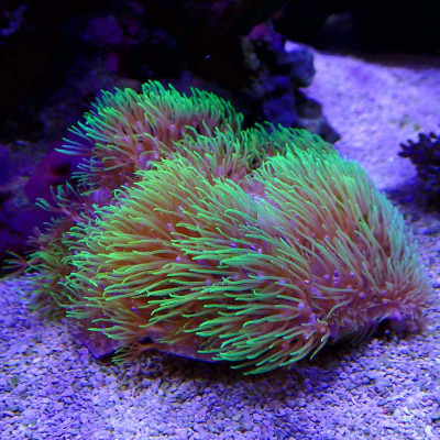 Briareum Green Fluo Briareum Green Fluo