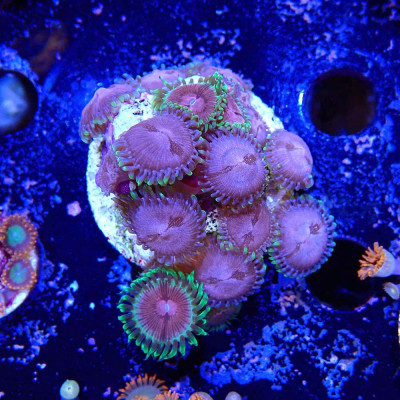 Zoanthus Ultra Mix Zoanthus Ultra Mix