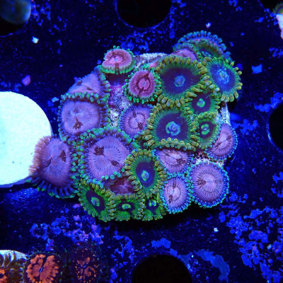 Zoanthus Ultra Mix Zoanthus Ultra Mix