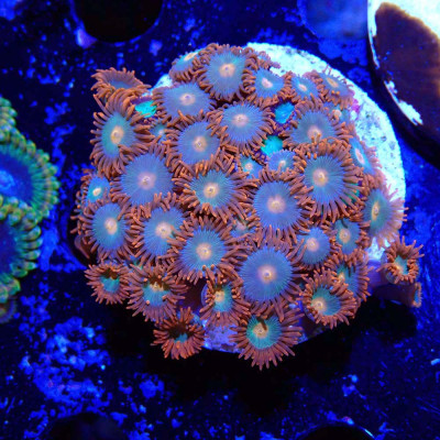 Zoanthus Ultra Gatorade Zoanthus Ultra Gatorade