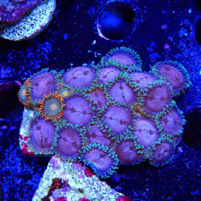 Zoanthus Ultra Mix Gatorade x Fruit Loops Zoanthus Ultra Mix Gatorade x Fruit Loops