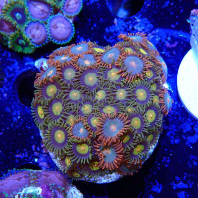 Zoanthus Ultra Mix