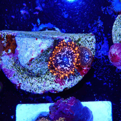 Zoanthus Ultra Utter Chaos Zoanthus Ultra Utter Chaos