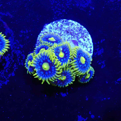 Zoanthus Ultra Blueberry pie
