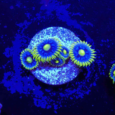 Zoanthus Ultra Blueberry pie Zoanthus Ultra Blueberry pie