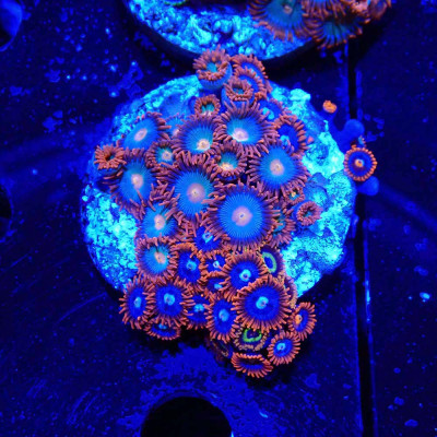 Zoanthus Ultra Mix