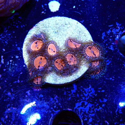 Zoanthus Ultra Blood Sucker Zoanthus Ultra Blood Sucker