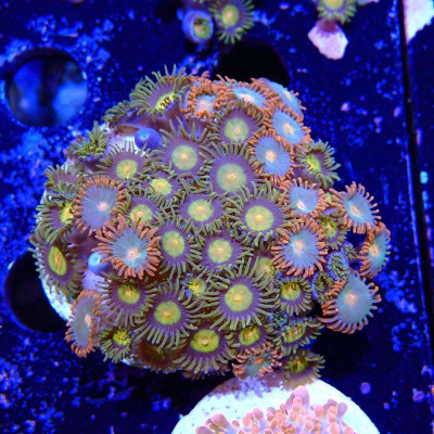 Zoanthus Ultra- Coraux en VPC