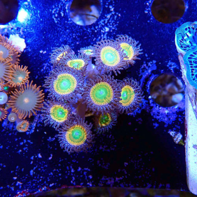 Zoanthus Ultra Sunny D