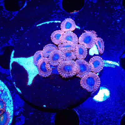 Zoanthus Ultra Mix Zoanthus Ultra Mix