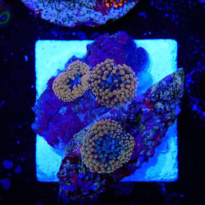 Ricordea florida Ricordea florida
