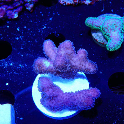 Stylophora pistillata rose