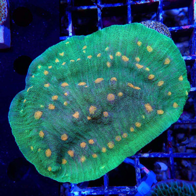 Echinophyllia Space Invader sp.