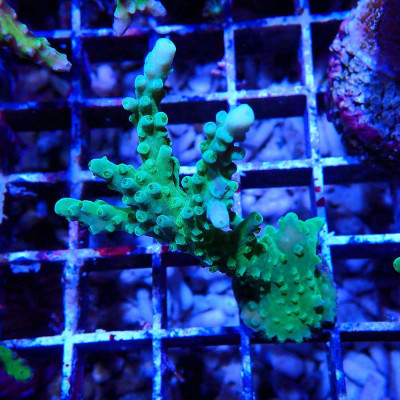 Acropora sp.