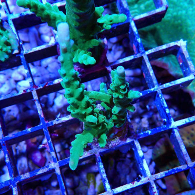 Acropora sp. en WYSIWYG Acropora sp. en WYSIWYG