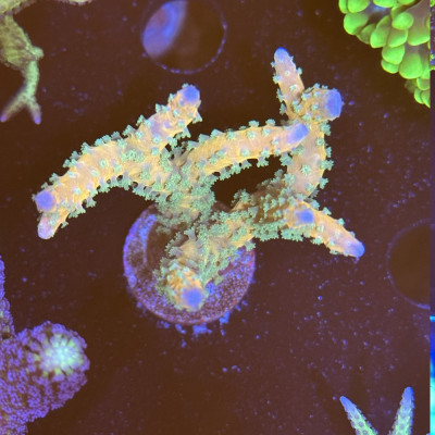Anacropora RRC Tropicana