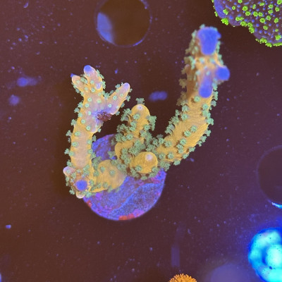 Anacropora RRC Tropicana