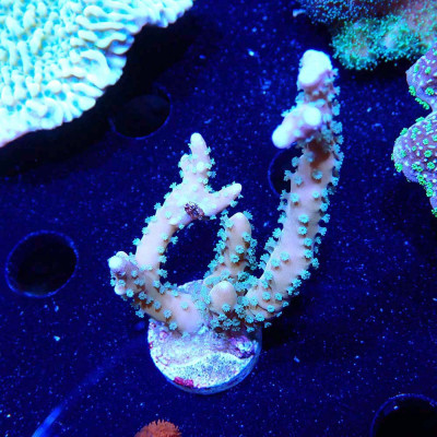 Anacropora RRC Tropicana Anacropora RRC Tropicana