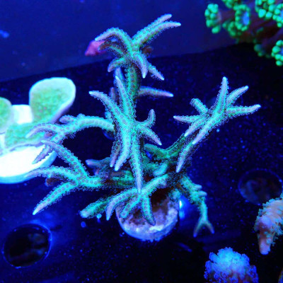 Seriatopora hystrix