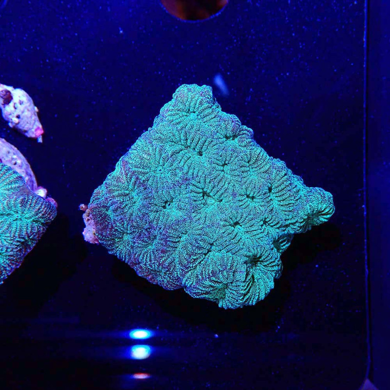 Goniastrea sp.
