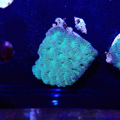 Goniastrea sp. Goniastrea sp.