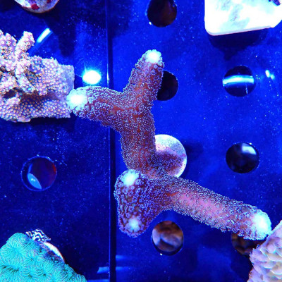 Stylophora pistillata Milka