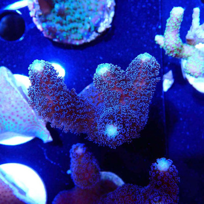Stylophora pistillata