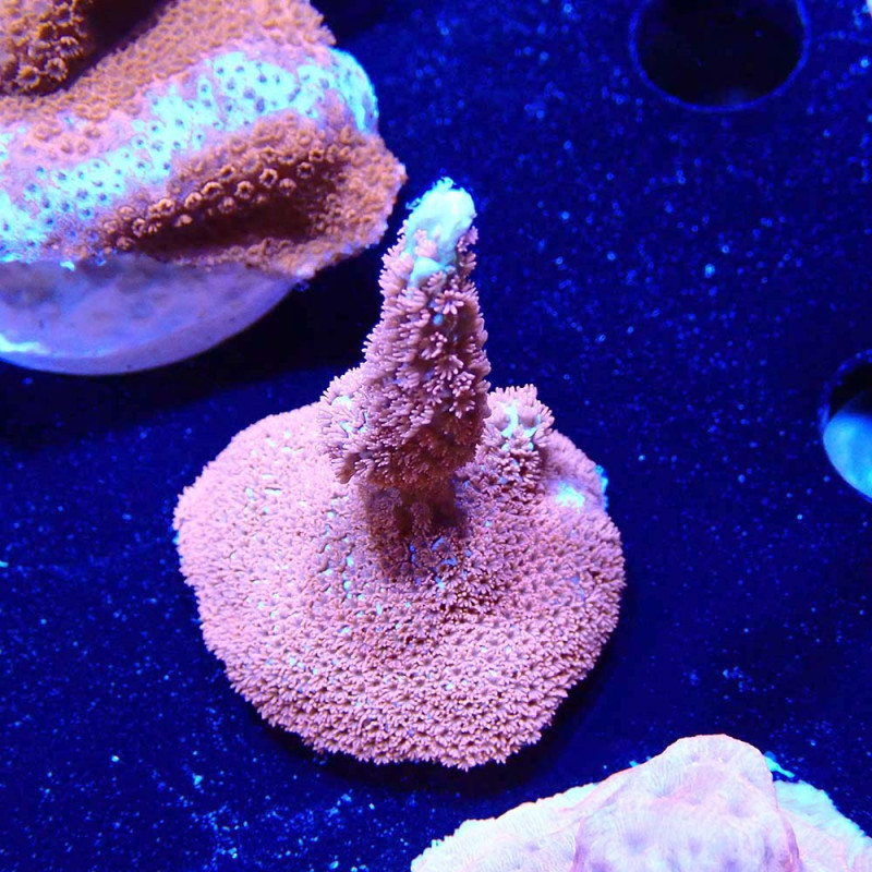 Montipora digitata