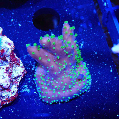 Acropora sp. en WYSIWYG