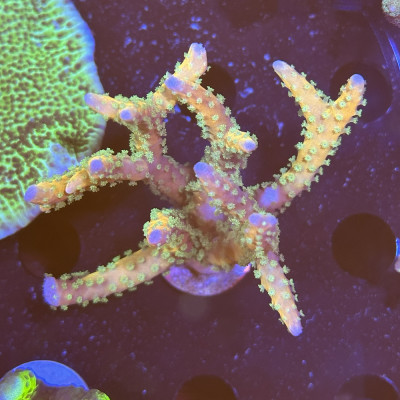 Anacropora RRC Tropicana Anacropora RRC Tropicana