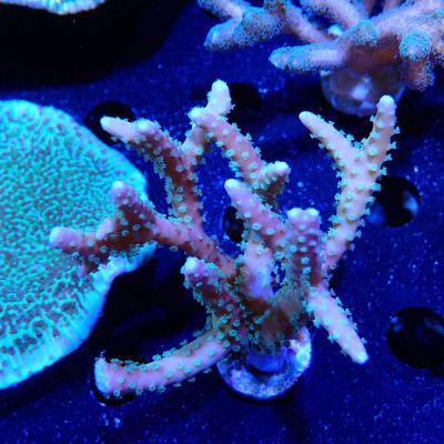 Anacropora RRC Tropicana Anacropora RRC Tropicana