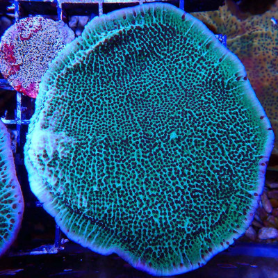 Montipora sp.