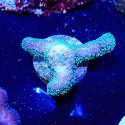 Stylophora pistillata Milka à petit prix chez Recif'All