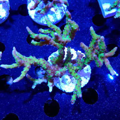 Anacropora BR Grüner Kobold Anacropora BR Grüner Kobold