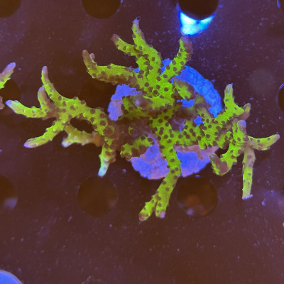 Anacropora BR Green Goblin