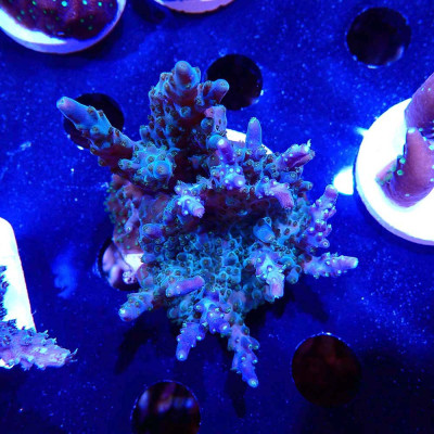 Acropora sp. en WYSIWYG
