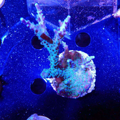 Acropora sp. Acropora sp.